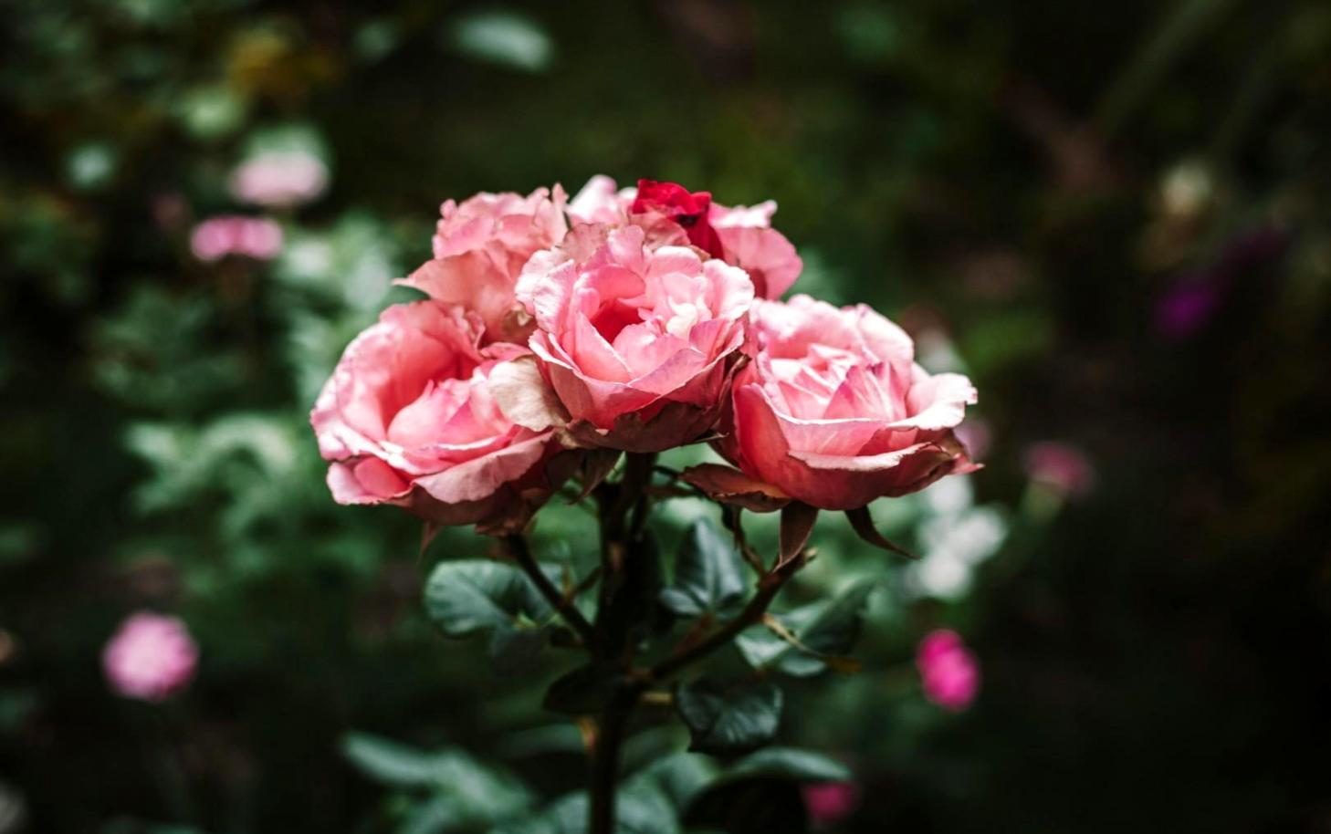 Our flower selection process at local growers